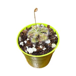 Drosera Burmani Humpty Doo