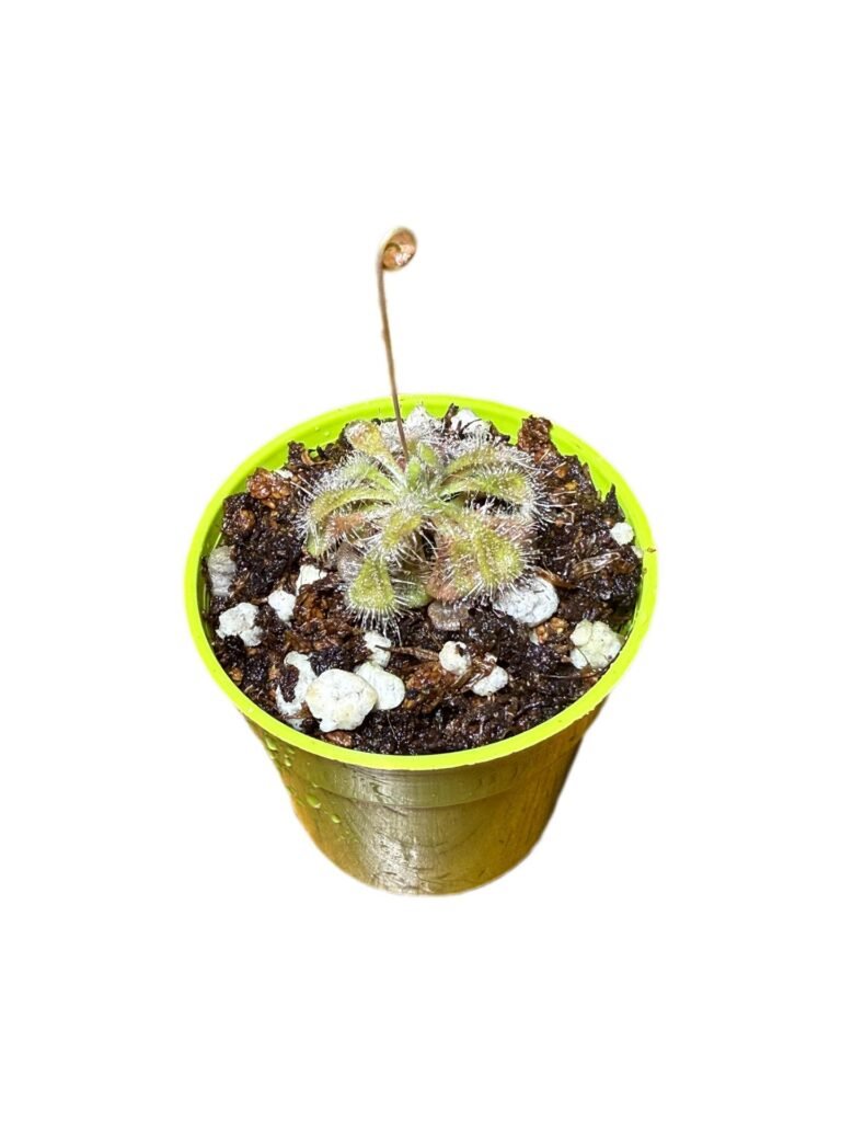 Drosera Burmani Humpty Doo