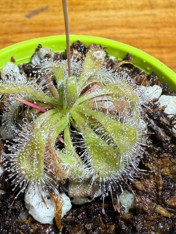 Drosera Burmani Humpty Doo - Image 2