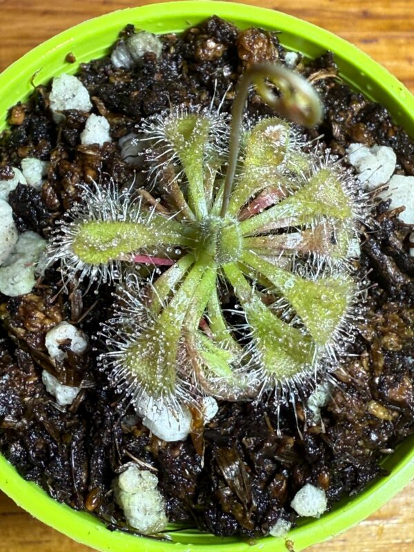 Drosera Burmani Humpty Doo - Image 4