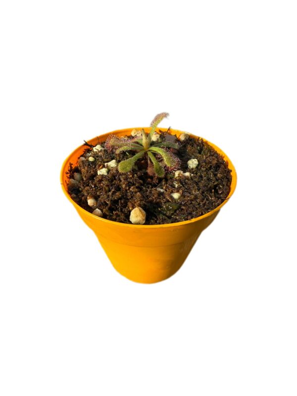Drosera Venusta Red
