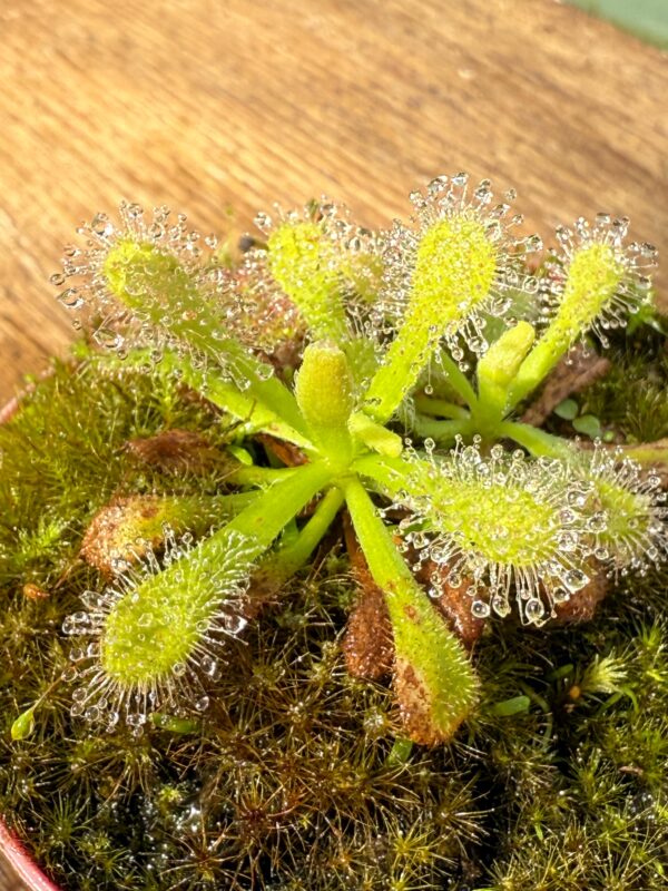 Drosera Venusta Alba - Image 2