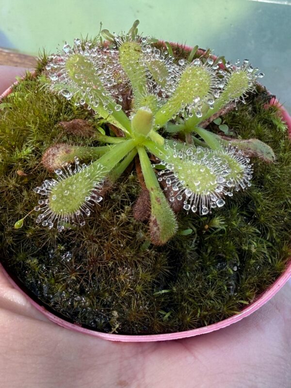 Drosera Venusta Alba - Image 3