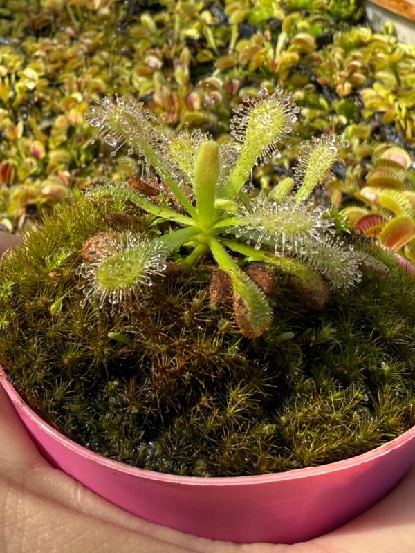 Drosera Venusta Alba - Image 4
