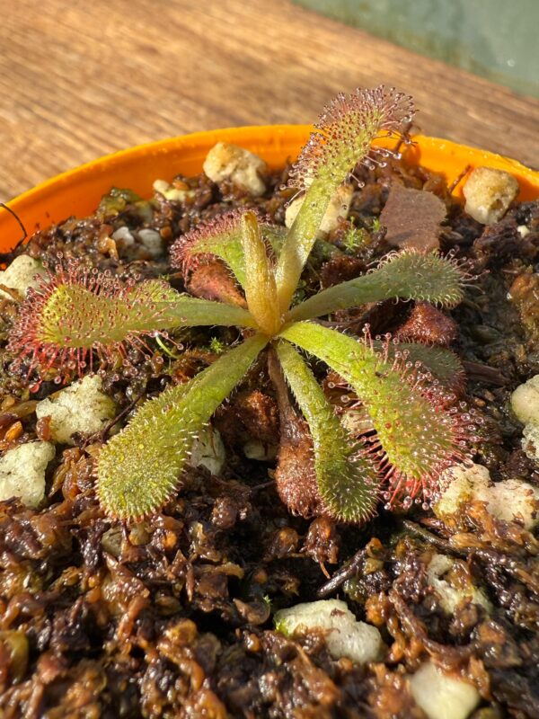 Drosera Venusta Red - Image 3