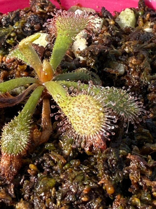 Drosera Venusta Red - Image 4