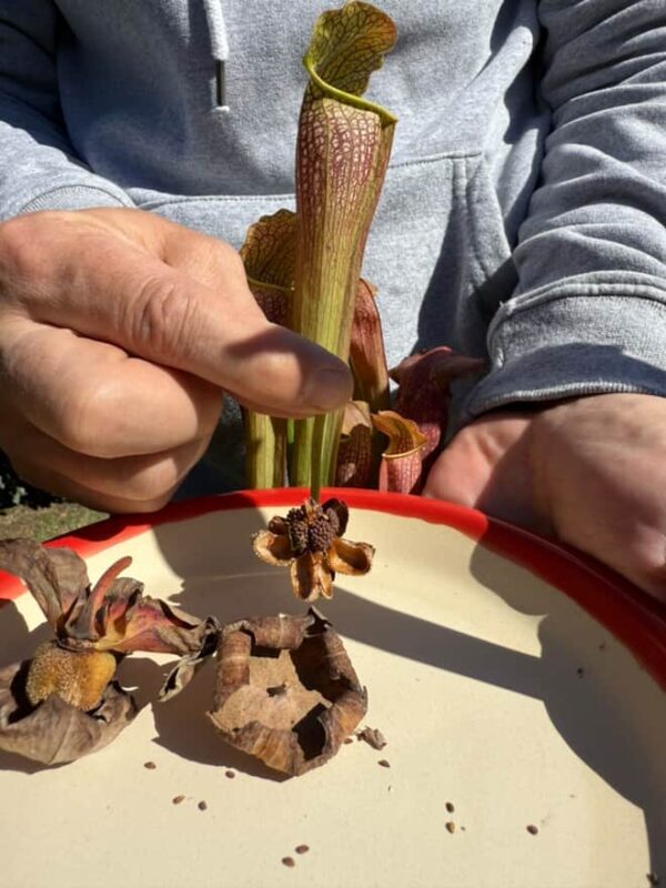 Semillas de Sarracenia Hibrida - Image 2
