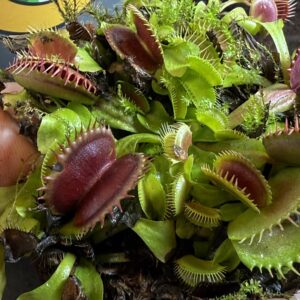 Cositas de jardin