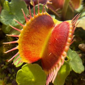 Fertilizante para Plantas Carnivoras