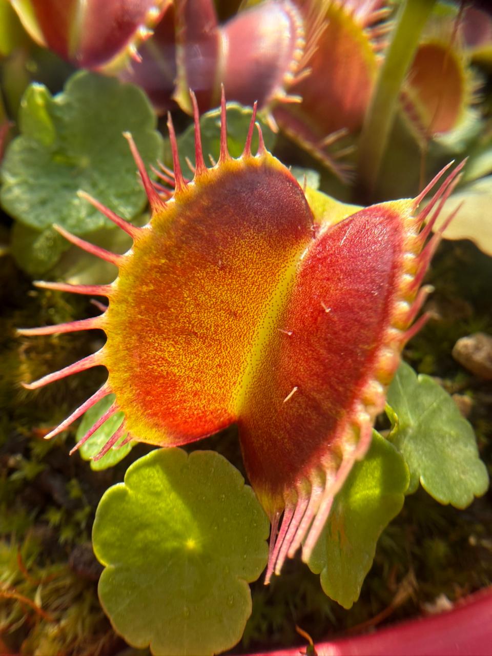 Fertilizante para Plantas Carnivoras