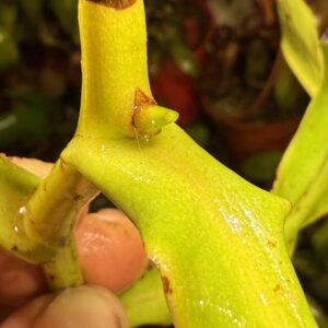 Fertilizante para Plantas Carnivoras