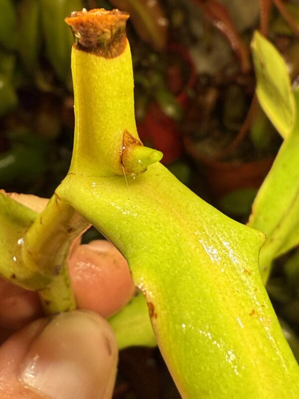 Fertilizante para Plantas Carnivoras