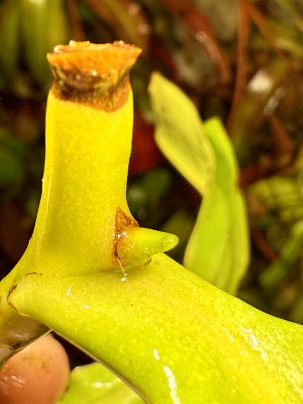 Fertilizante para Plantas Carnivoras - Image 3