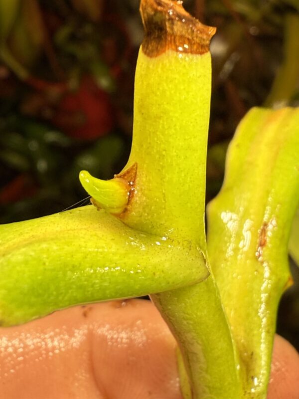 Fertilizante para Plantas Carnivoras - Image 2