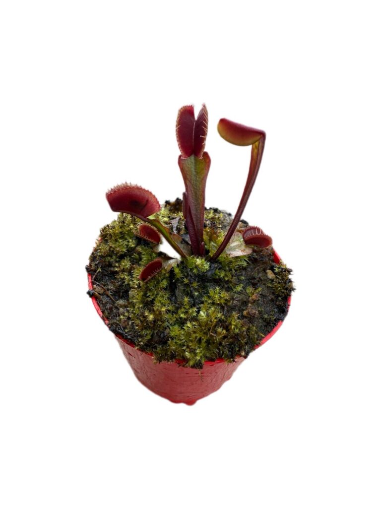 Venus Morada S