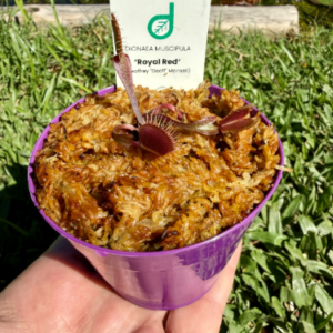 Royal Red (Geoffrey Geoff Mansell)