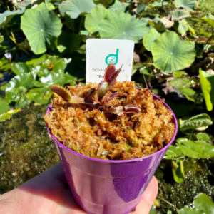 Ruby Red (carnívoria)