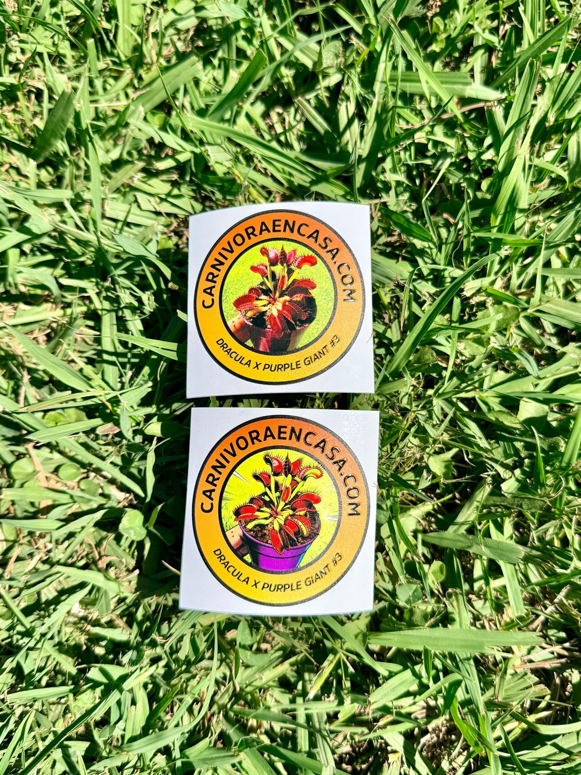 Stickers Laca Sectorizada Carnivoraencasa