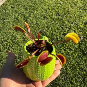Venus Cactus