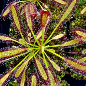 Drosera Capensis Compact Pequeña