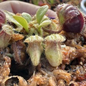 Cephalotus Follicularis