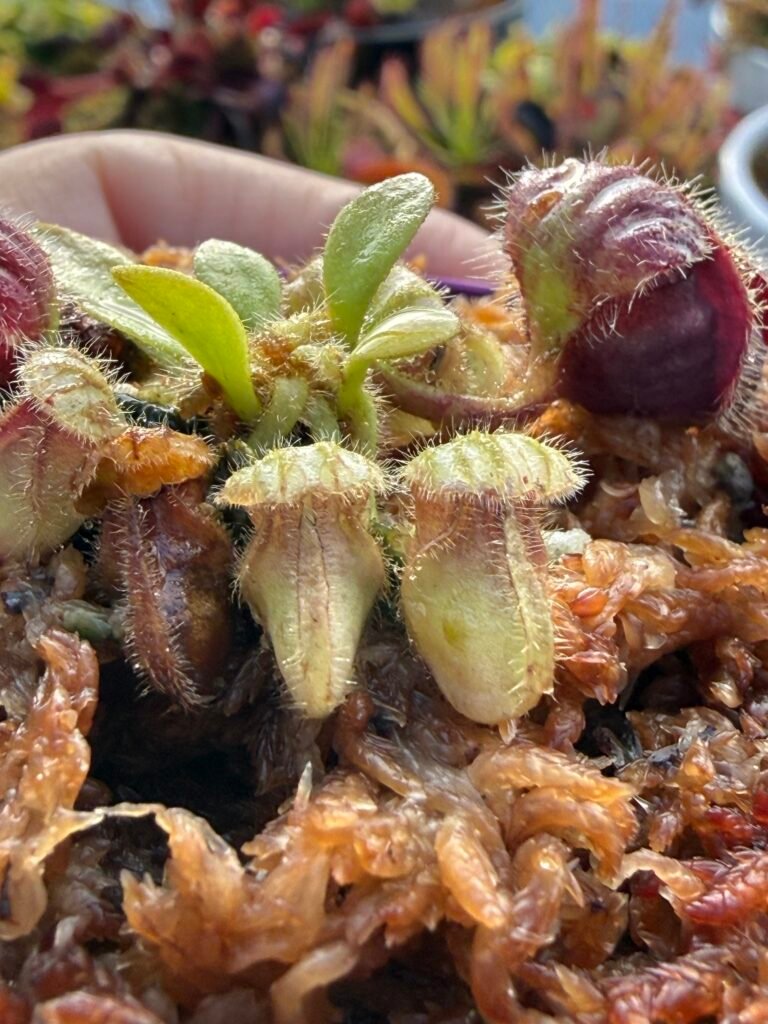 Cephalotus Follicularis