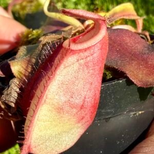 Nepenthes Viking