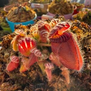 Cephalotus Follicularis