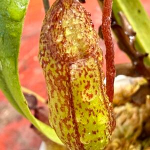 Aristolochoides x ventricosa